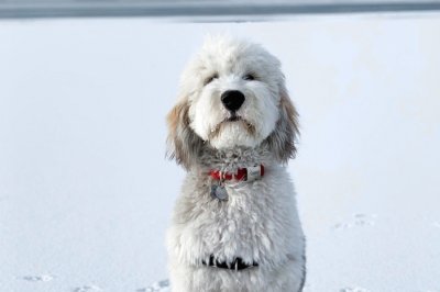 Sheepadoodle