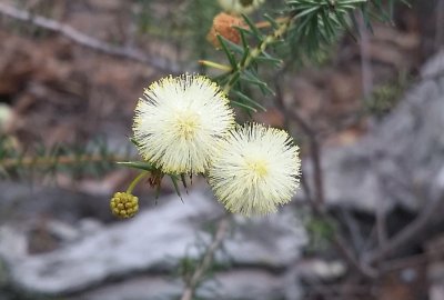 Flowering wattle