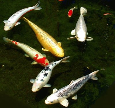 Carpa koi