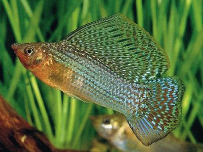 Green sailfin molly