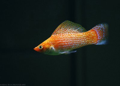 Orange sailfin molly