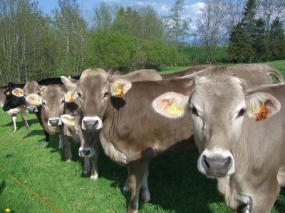 Cows