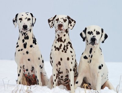 Dalmations