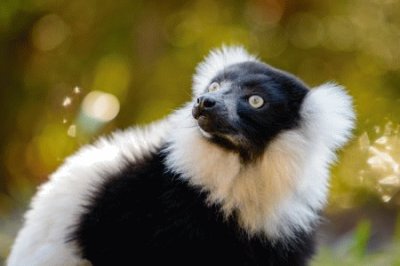 Lemur