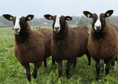 Zwartbles