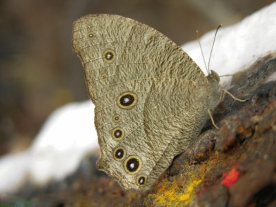 Melaitis leda