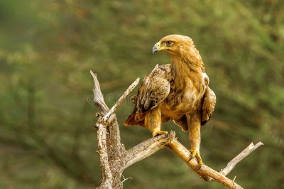 Aquila rapace