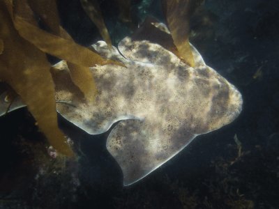 Squatina californica