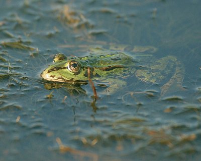 Dei fossi