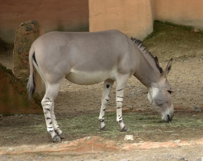 Selvatico africano