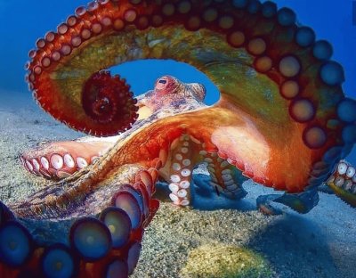 octopus