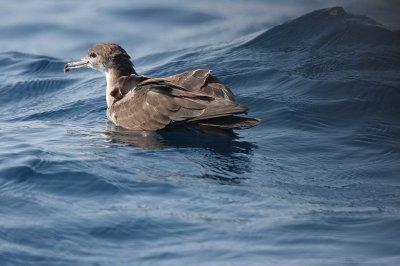 Berta cuneata