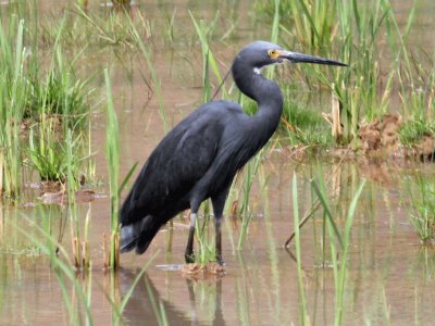 Egretta nera