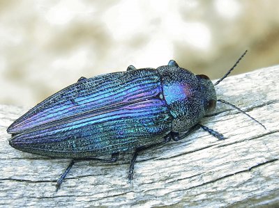 Buprestis rustica