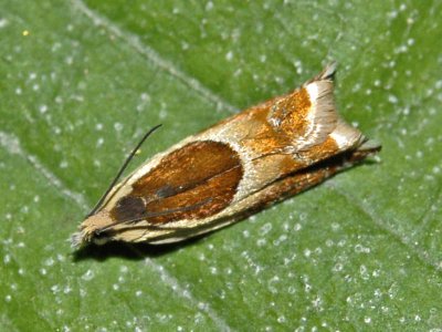 Ancylis badiana