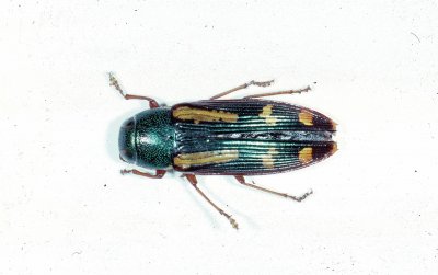 Buprestis rufipes