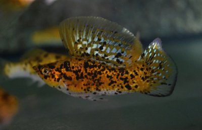 Dalmatian gold sailfin molly