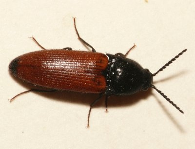 Ampedus elongatulus