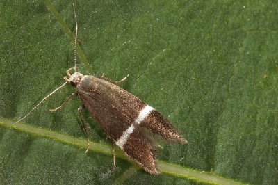 Syncopacma cintella