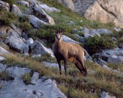 Camoscio alpino