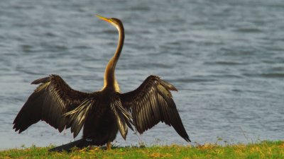 Aninga asiatica