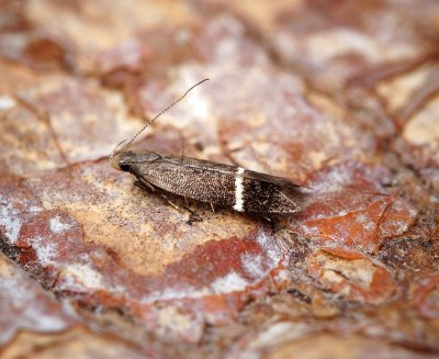 Syncopacma ochrofasciella