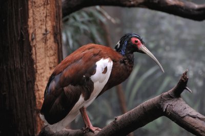 Ibis crestato di foresta