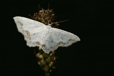 Scopula ornata