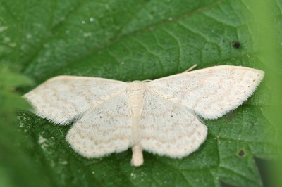 scopula floslactata