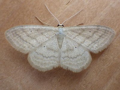 Scopula inductata