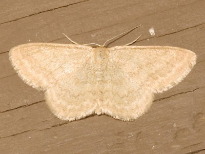 Scopula limpoundata