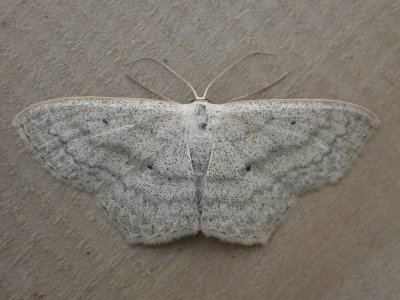 Scopula nigropunctata