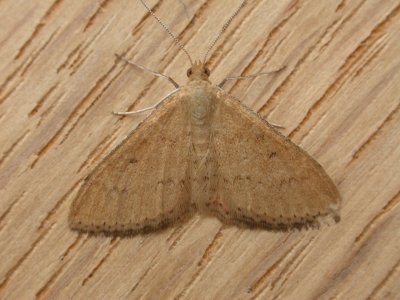 Scopula rubraria