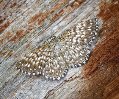 Scopula tesseralia