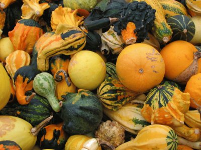 Autumn Gourd Squash Pumpkins