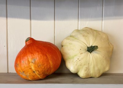 Two Pumpkin Gourds Autumn