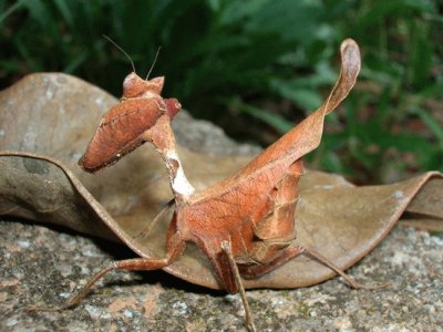 Mantide religiosa foglia morta