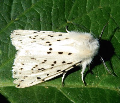 Spilosoma ludricipeda