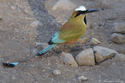 Motmot dai sopraccigli turchese