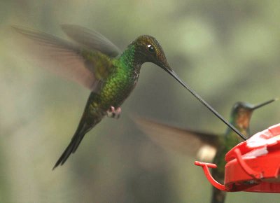 ColibrÃ¬ becco a spada