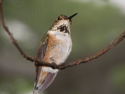 ColibrÃ¬ calliope