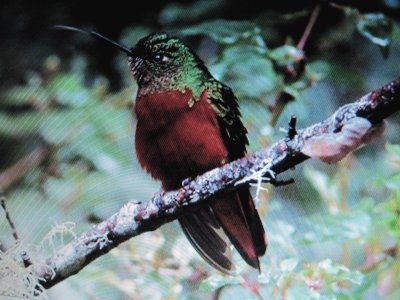 ColibrÃ¬ castano