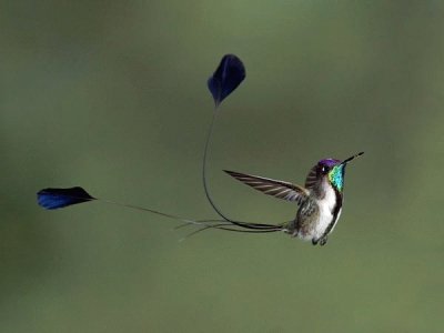 ColibrÃ¬ con coda a spatola