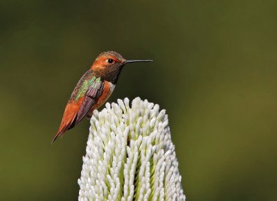 ColibrÃ¬ di allen