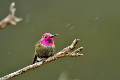 ColibrÃ¬ di anna