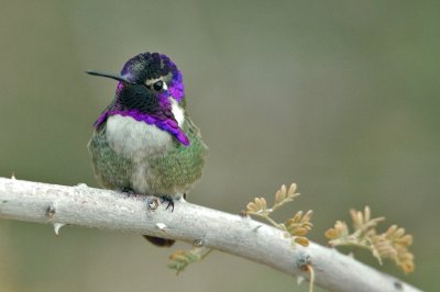 ColibrÃ¬ di costa