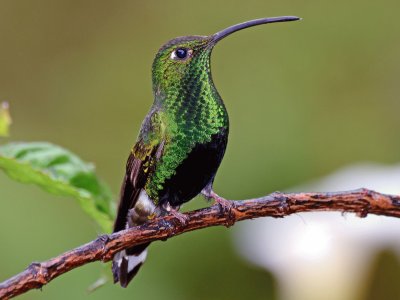 ColibrÃ¬ di lafresnaya