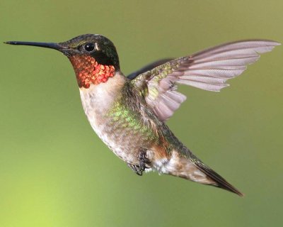 ColibrÃ¬ golarubino