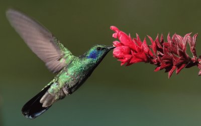 ColibrÃ¬ orecchieviola