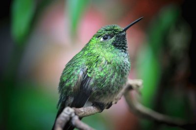 ColibrÃ¬ verde